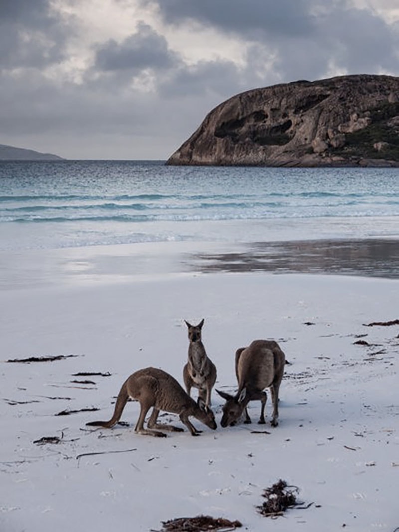viaje de novios. Australia