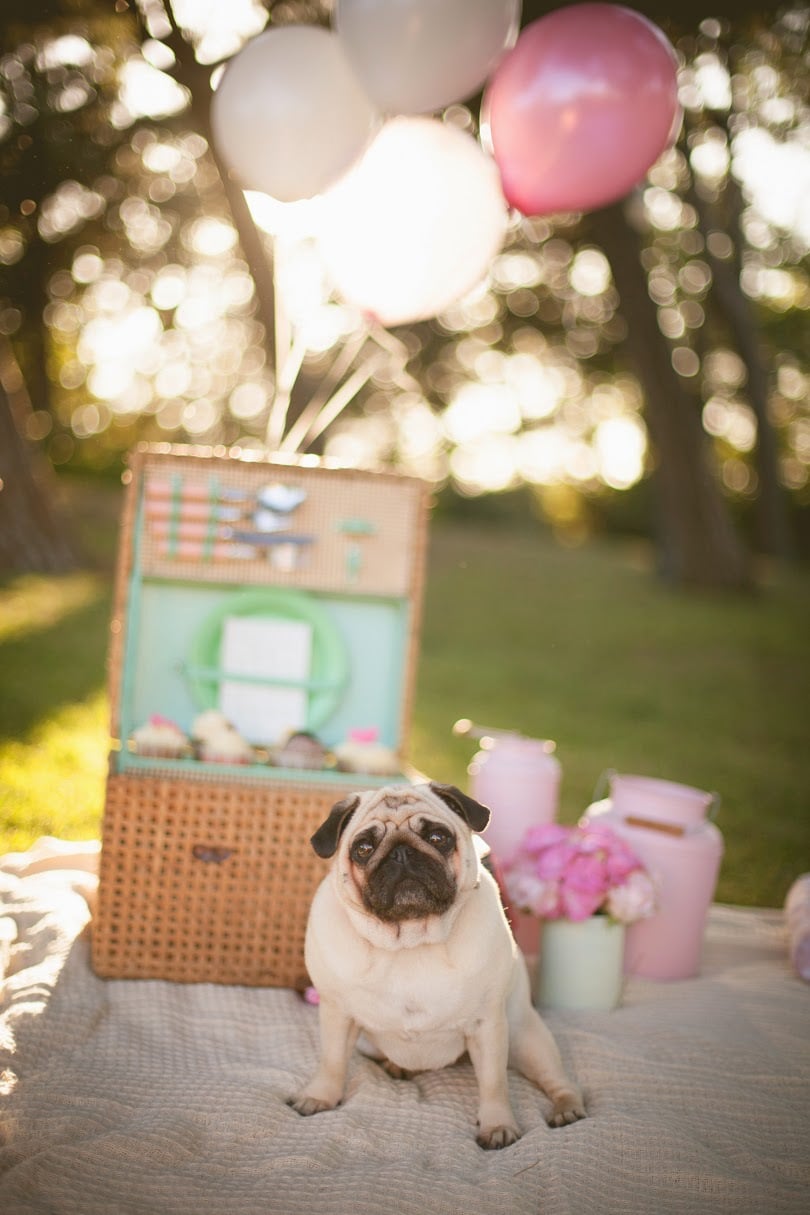 dulcineastudiosperrita